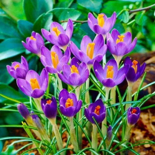 Barrs Purple